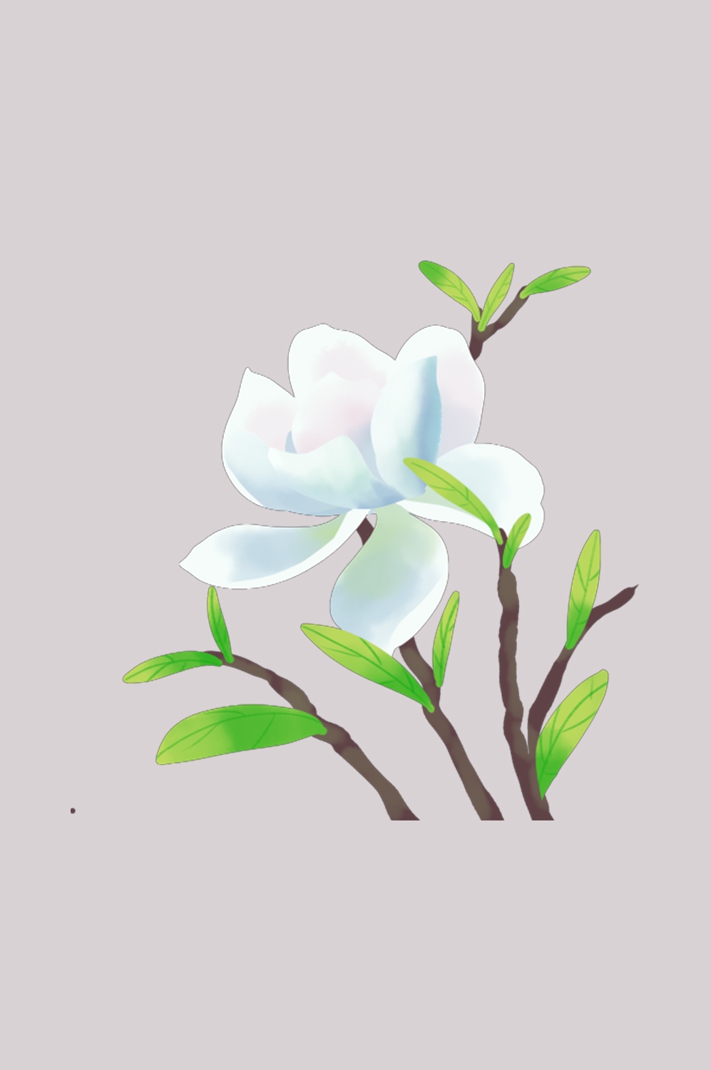 清新淡雅栀子花朵图片素材免抠元素29