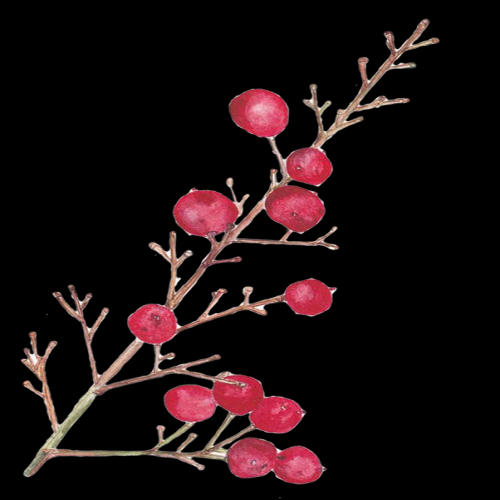 手绘山楂果图片素材装饰元素插画 免抠素材元素 (4)