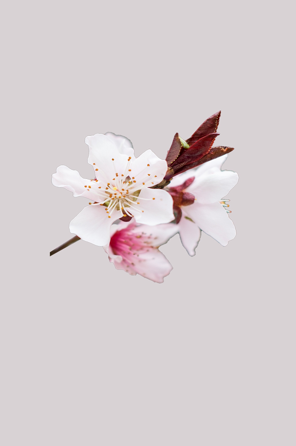 桃花素材图中国风海报设计桃树花枝透明背景35