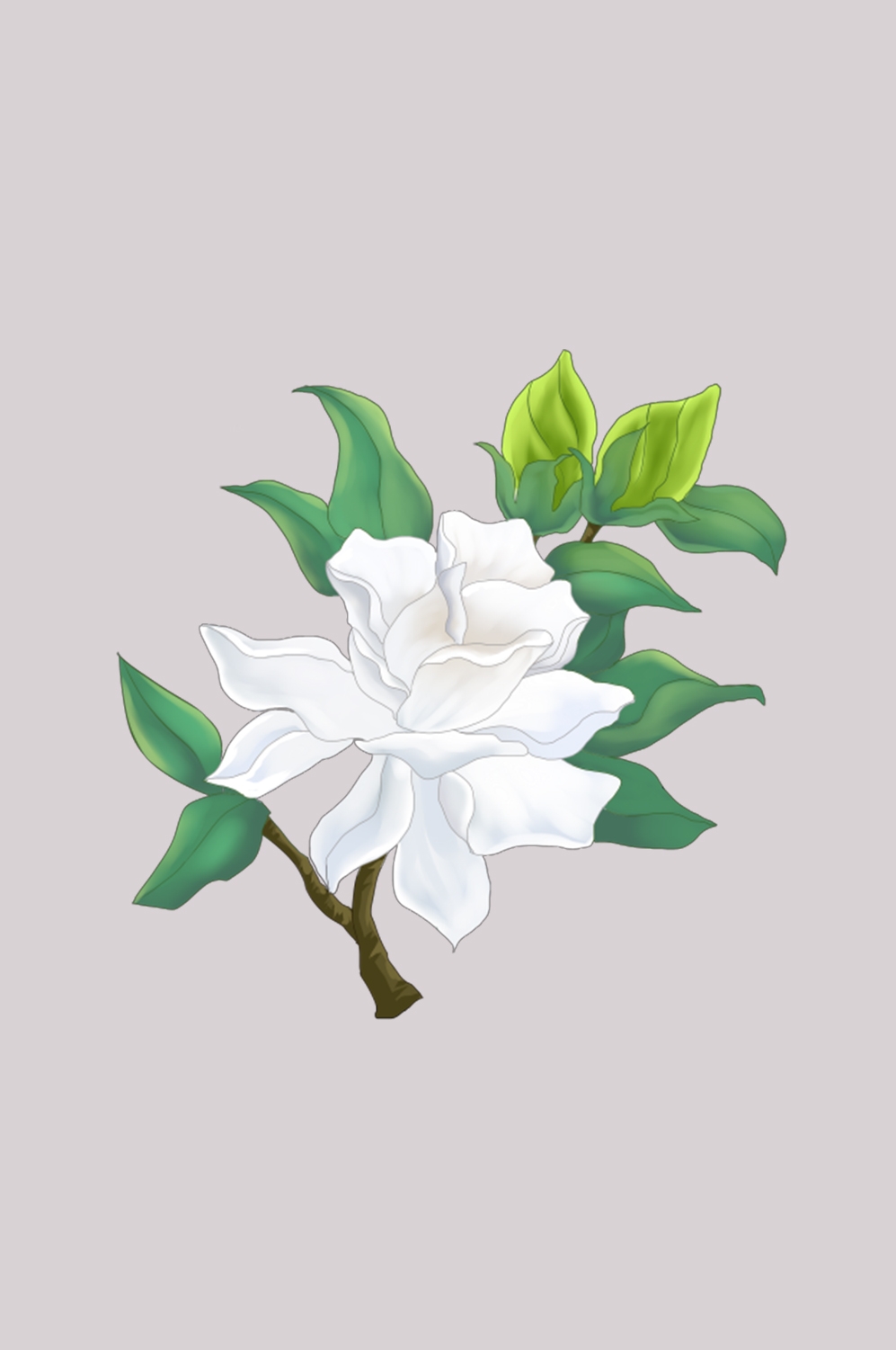 清新淡雅栀子花朵图片素材免抠元素5
