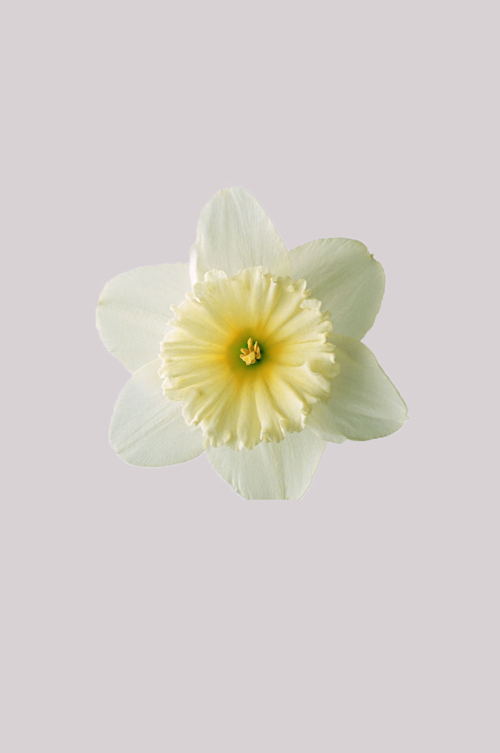 山茶花图片装饰图案插画素材6