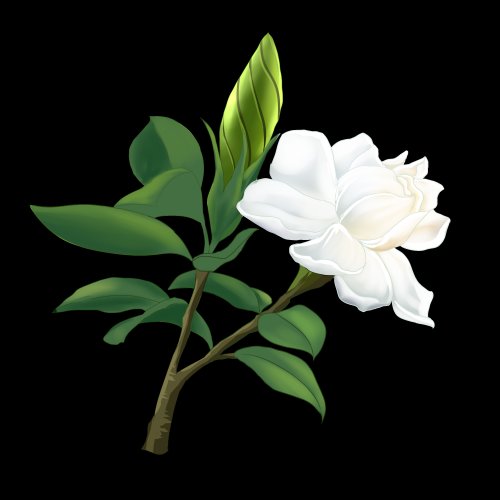清新淡雅栀子花朵图片素材免抠元素14