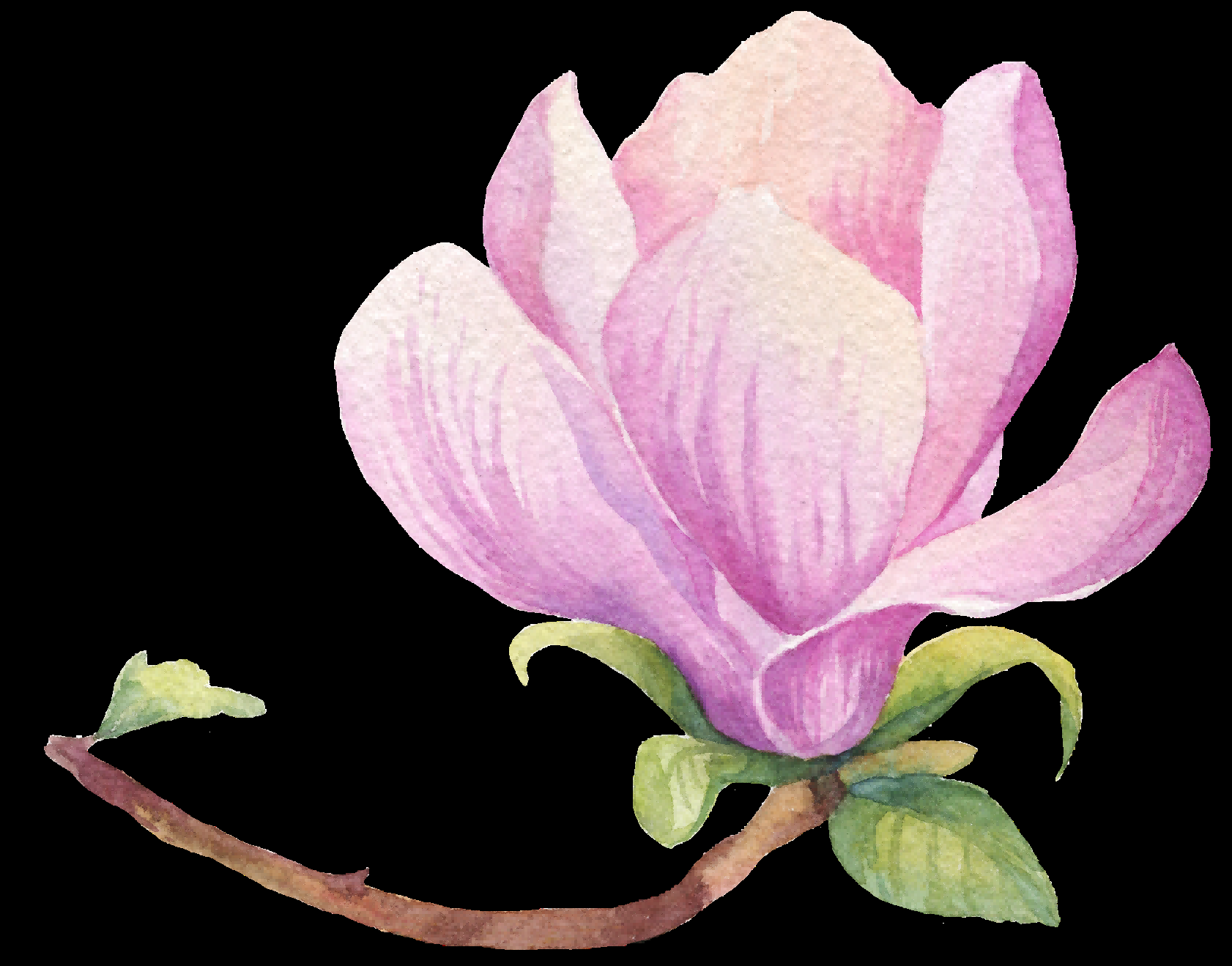 手绘淡雅玉兰花枝花朵装饰元素插图免抠素材41