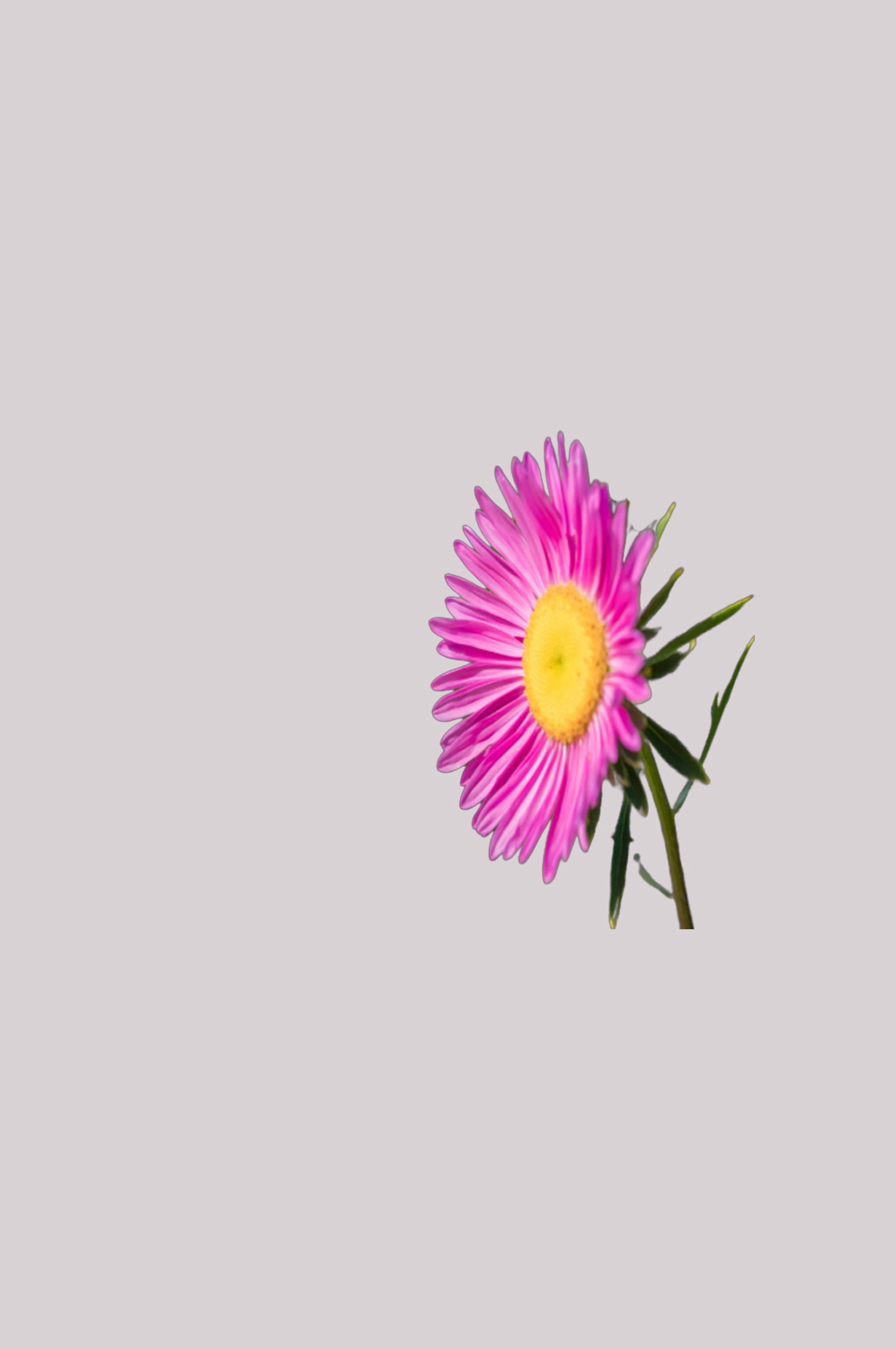 菊花雏菊装饰免抠元素素材4