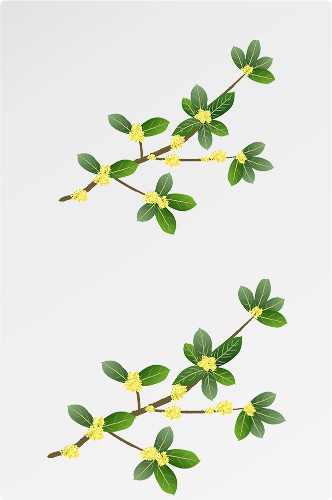 卡通手绘桂花花枝图案素材元素16