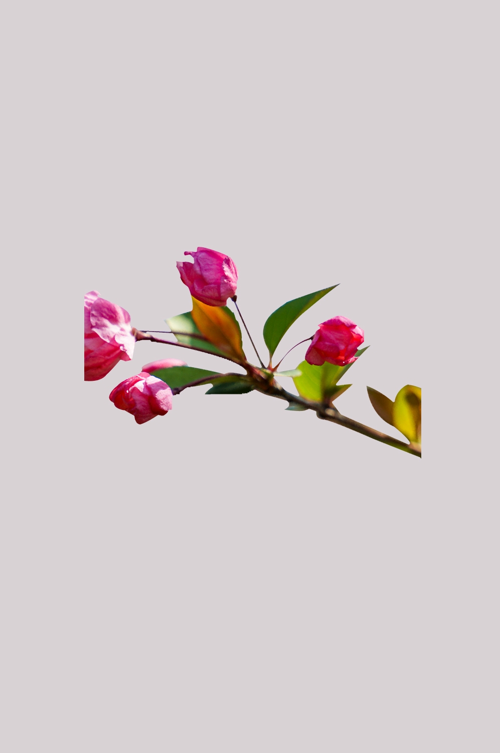 海棠花免抠元素装饰图案插画3