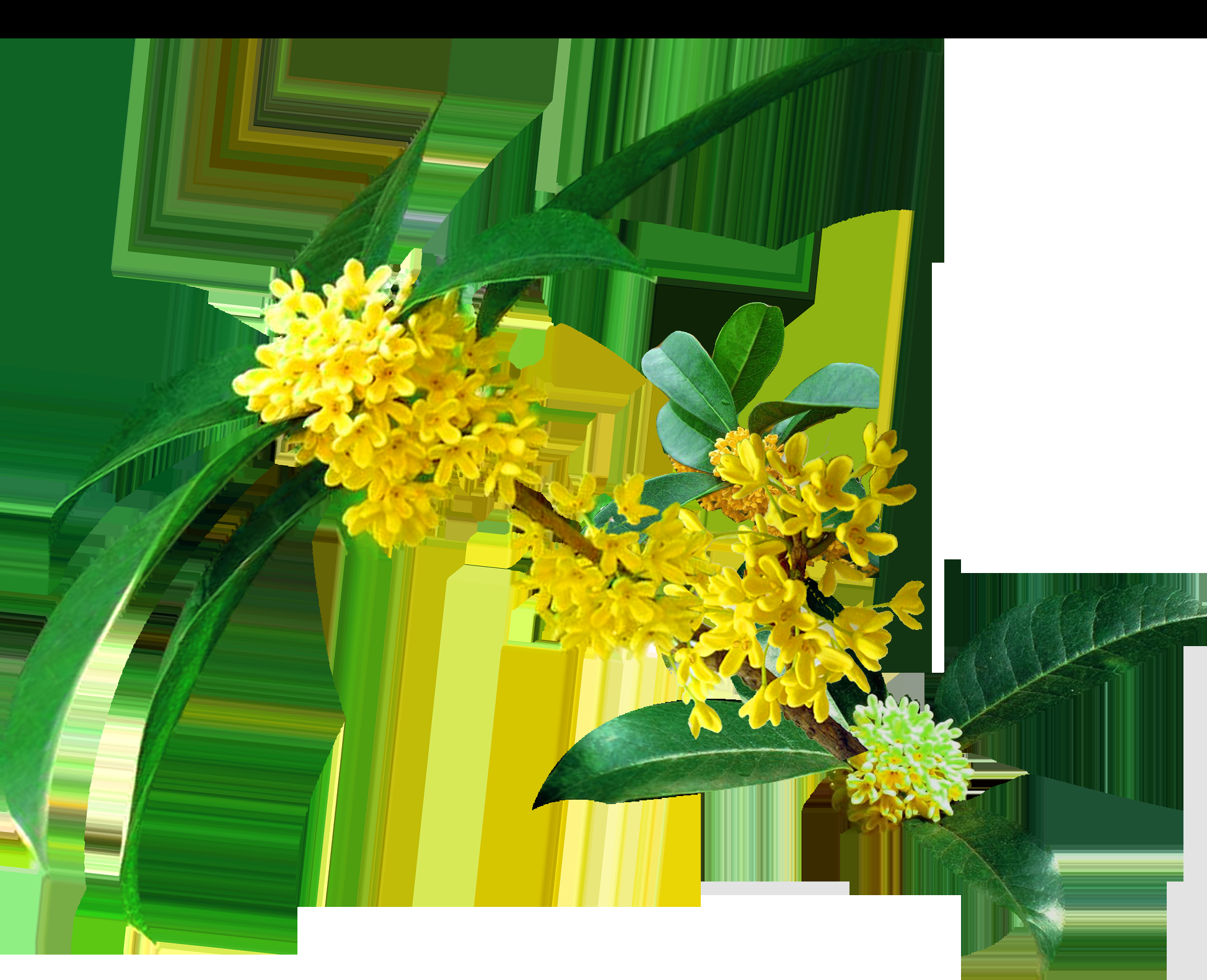 卡通手绘桂花花枝图案素材元素25