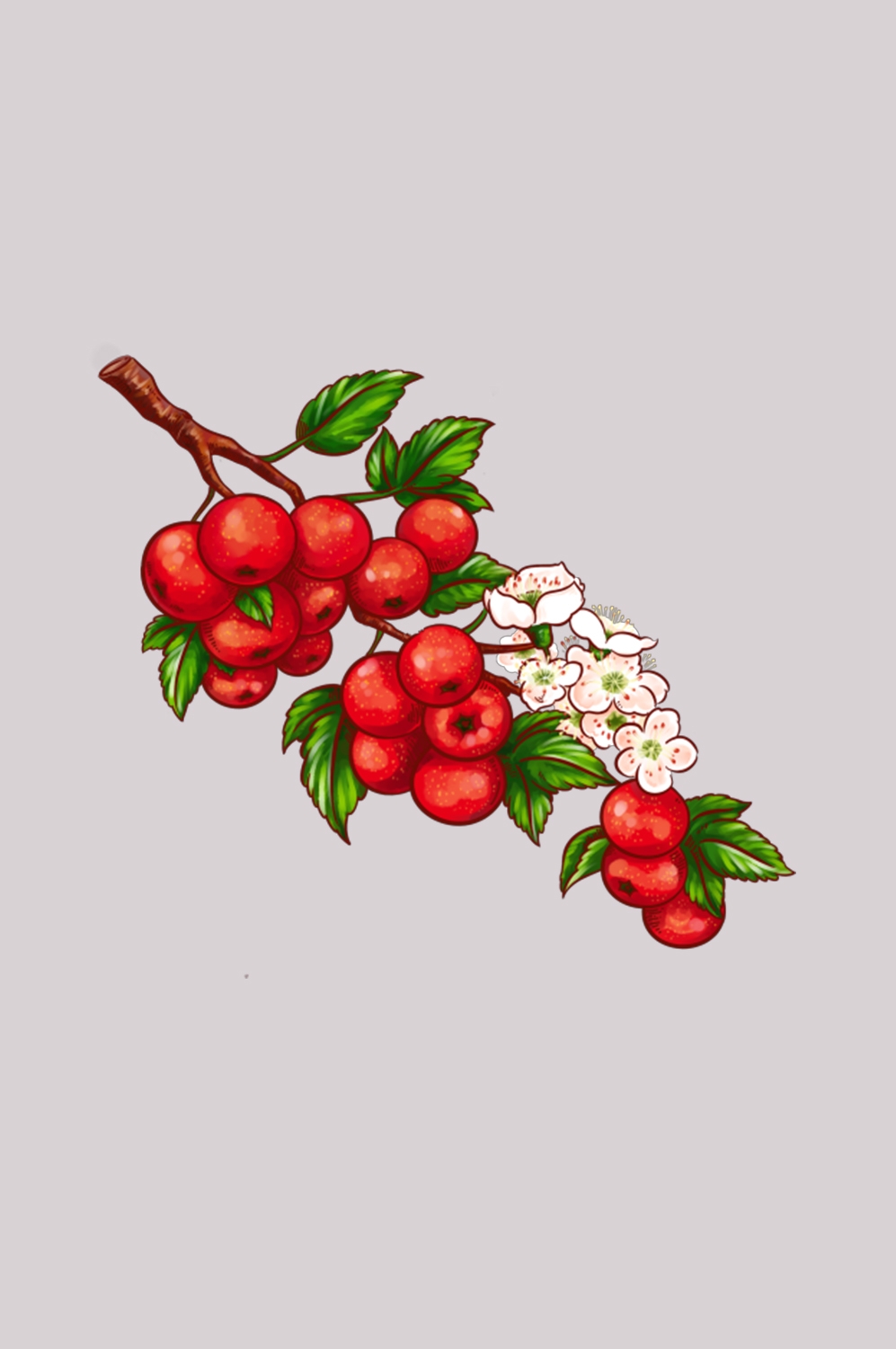 手绘山楂果图片素材装饰元素插画 免抠素材元素 (21)