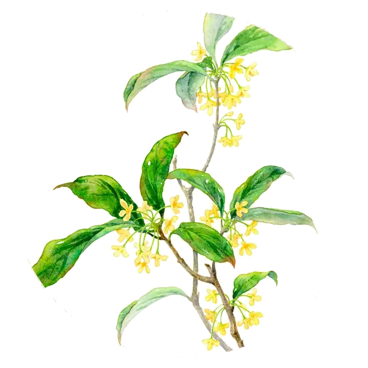 卡通手绘桂花花枝图案素材元素5
