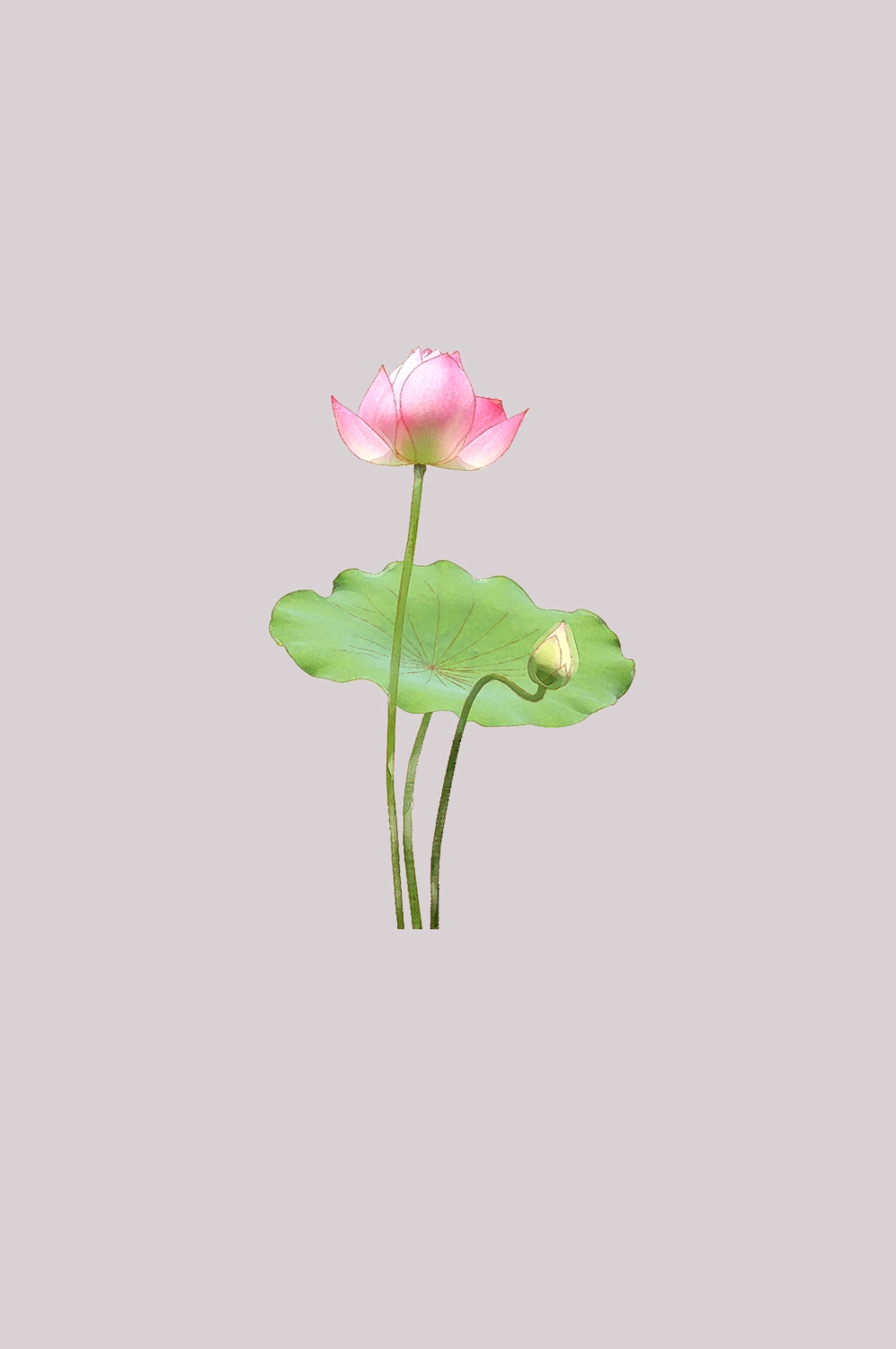 荷叶荷花素材插画装饰元素透明背景免抠素材14