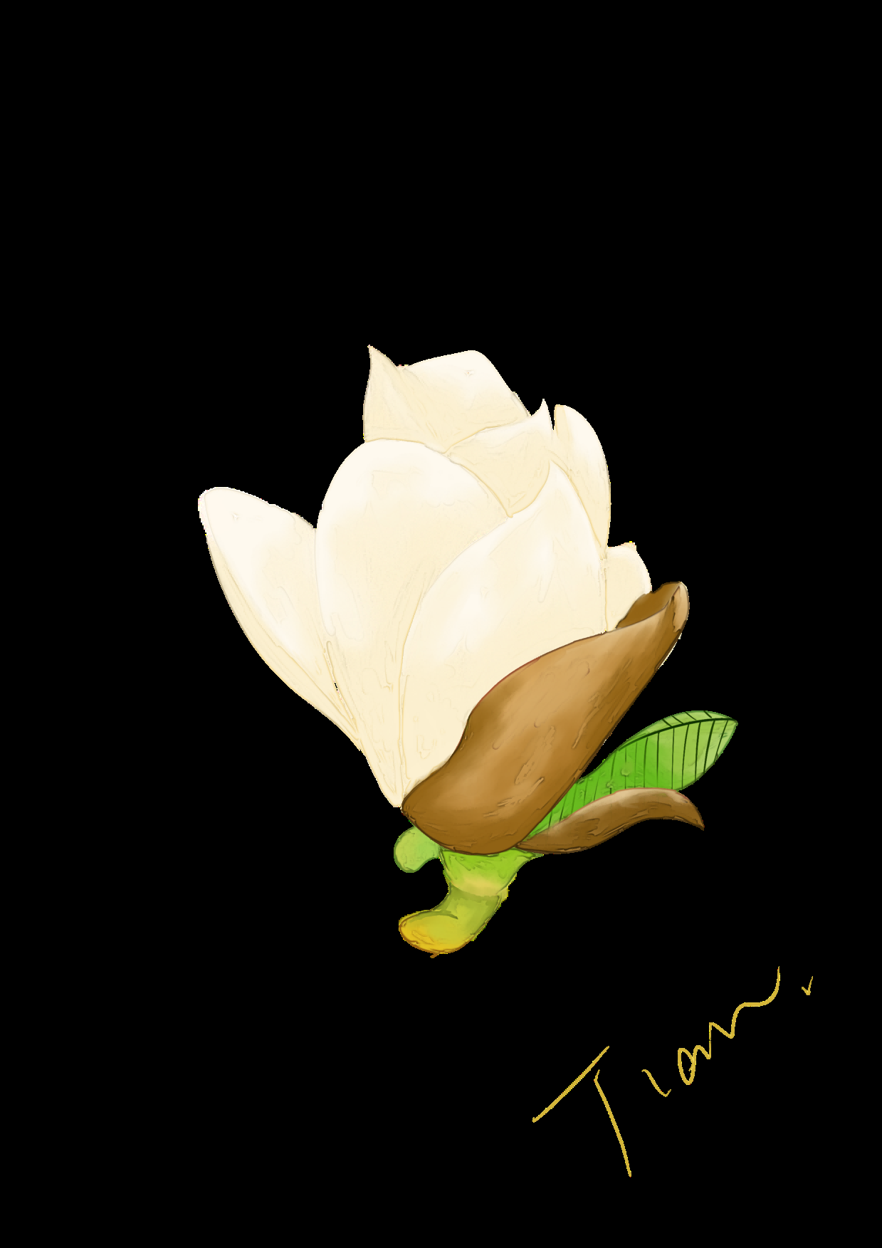 手绘淡雅玉兰花枝花朵装饰元素插图免抠素材28