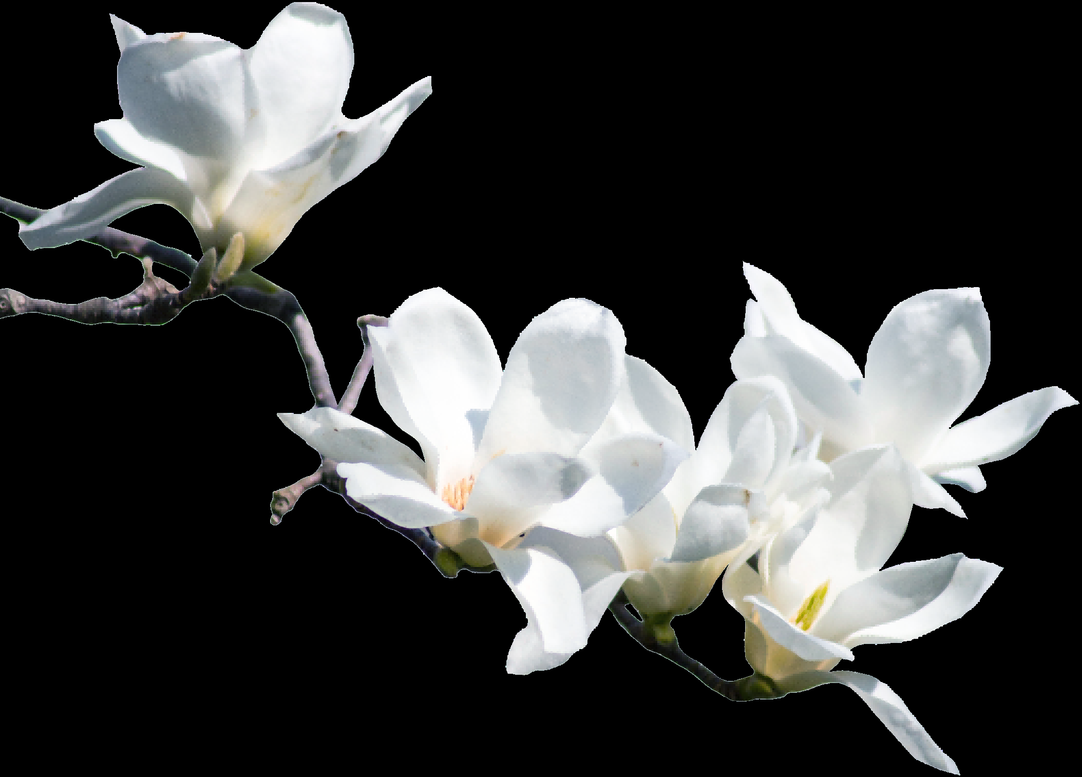 手绘淡雅玉兰花枝花朵装饰元素插图免抠素材35