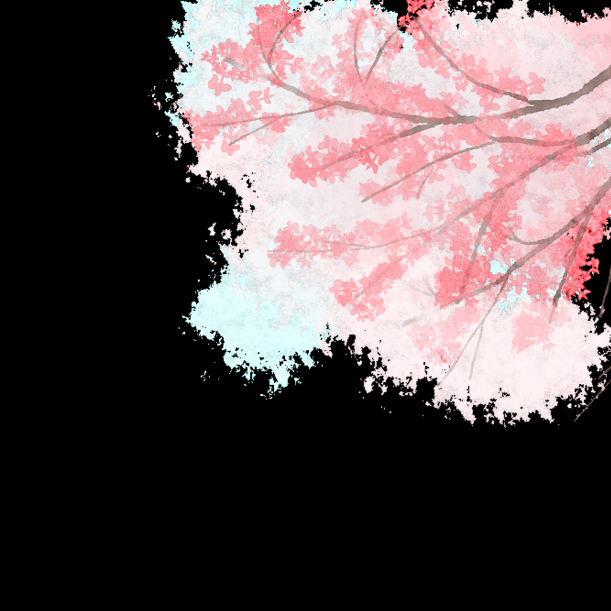 唯美樱花花树花枝樱花飘落图片装饰插图免抠33