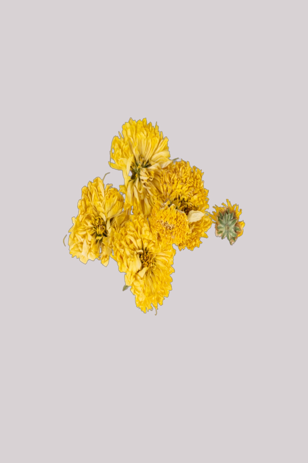 菊花雏菊装饰免抠元素素材7