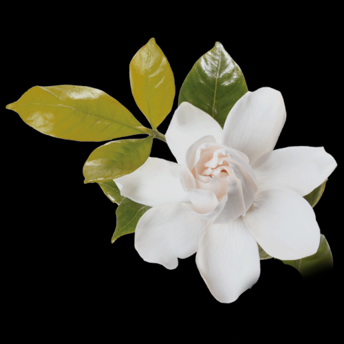 清新淡雅栀子花朵图片素材免抠元素1