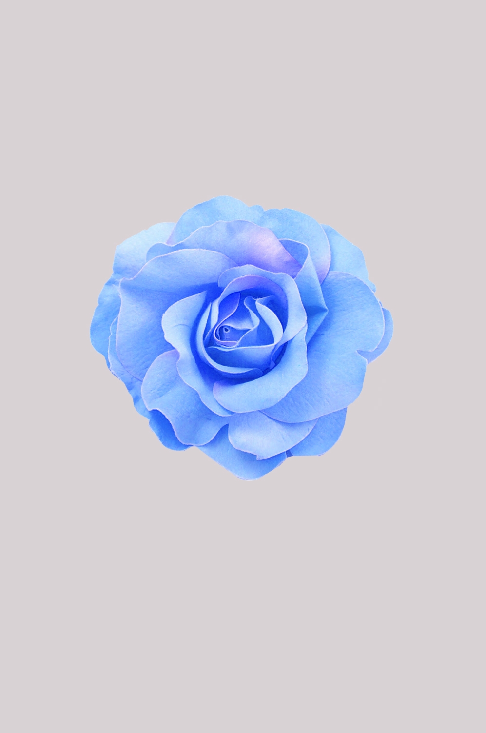 山茶花图片装饰图案插画素材21