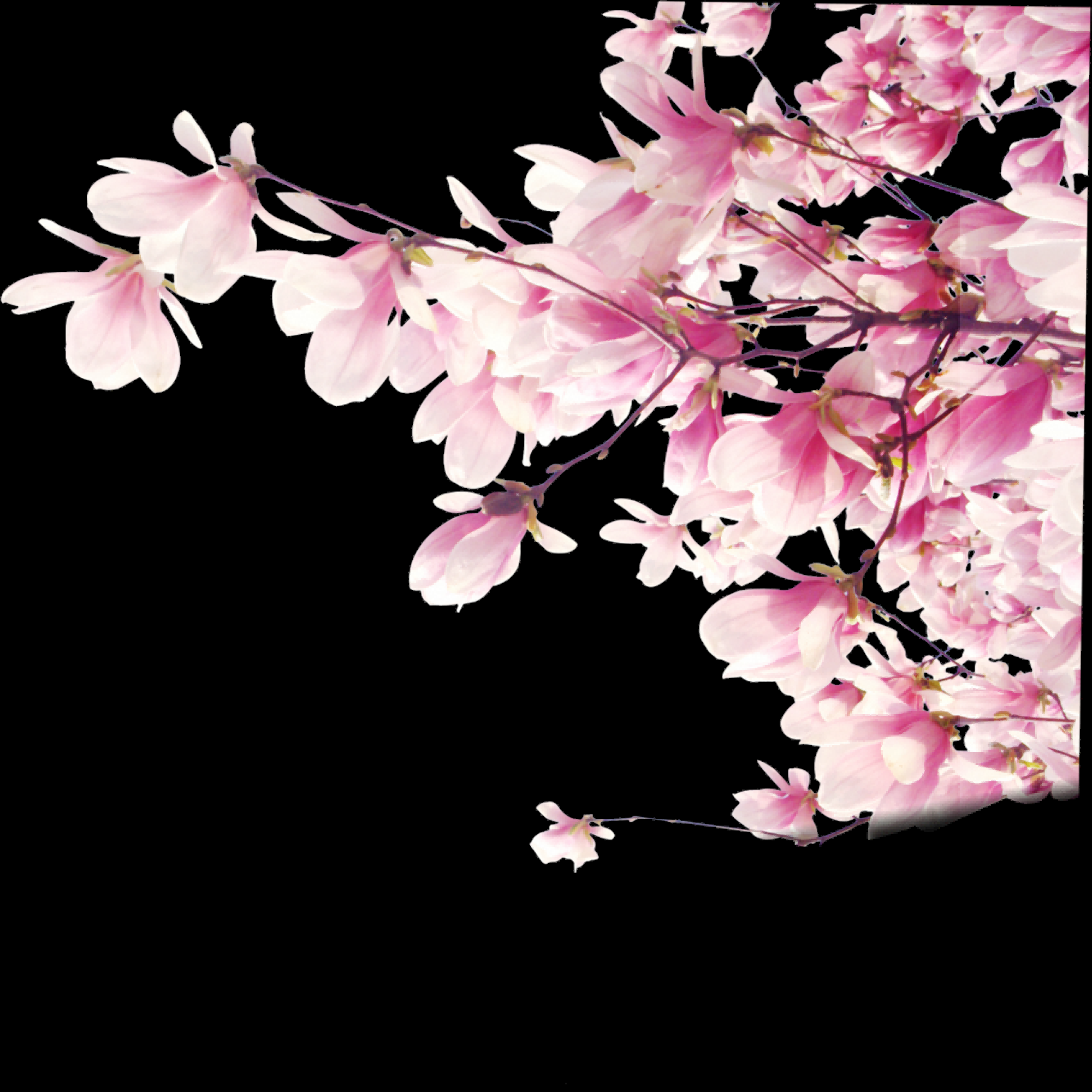 桃花素材图中国风海报设计桃树花枝透明背景70