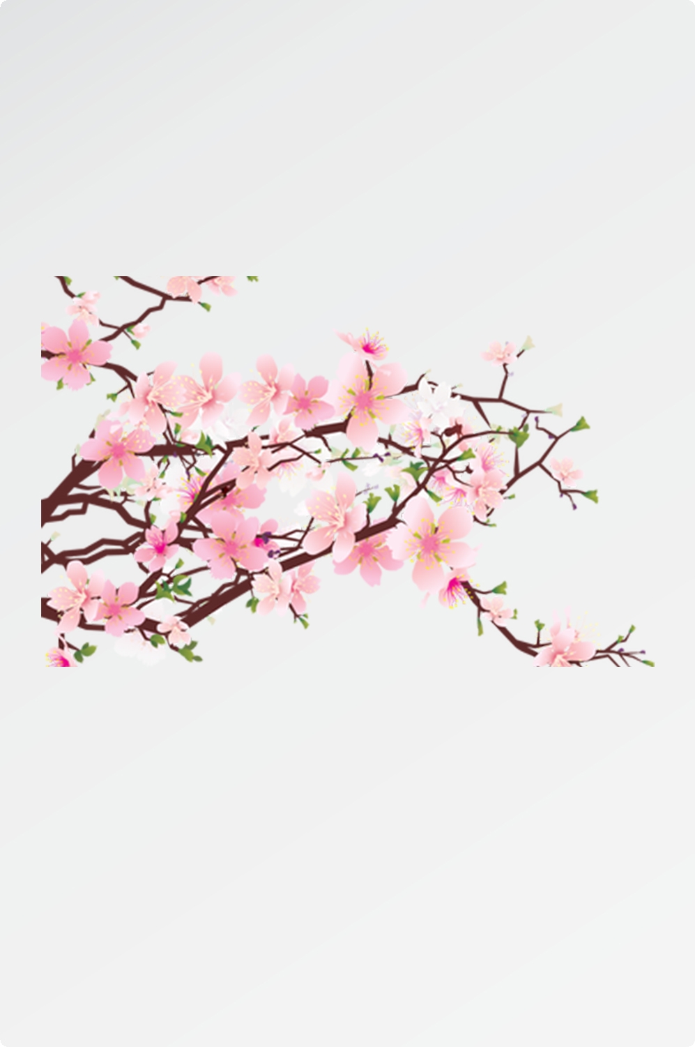 唯美樱花花树花枝樱花飘落图片装饰插图免抠13