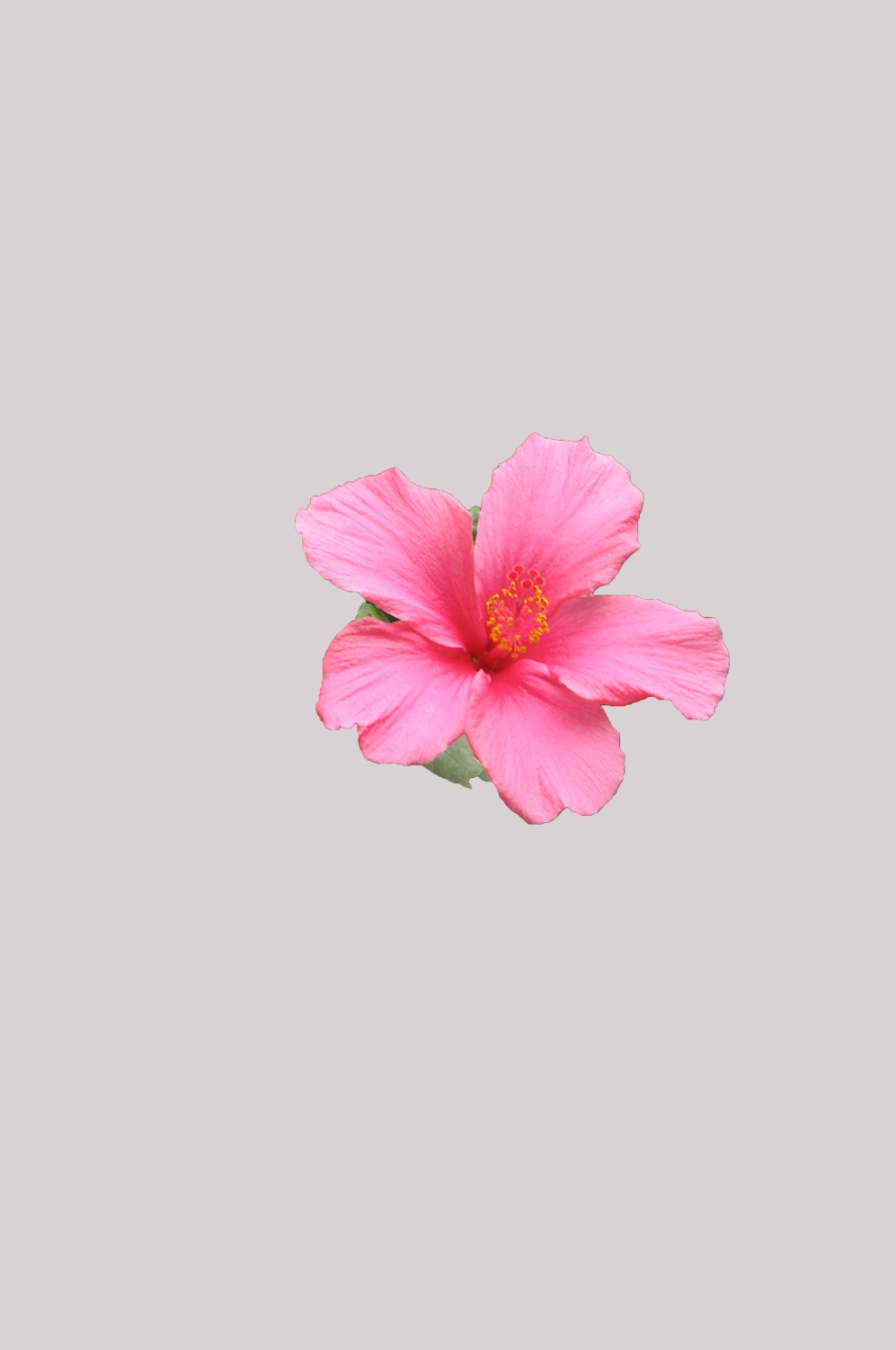 山茶花图片装饰图案插画素材32