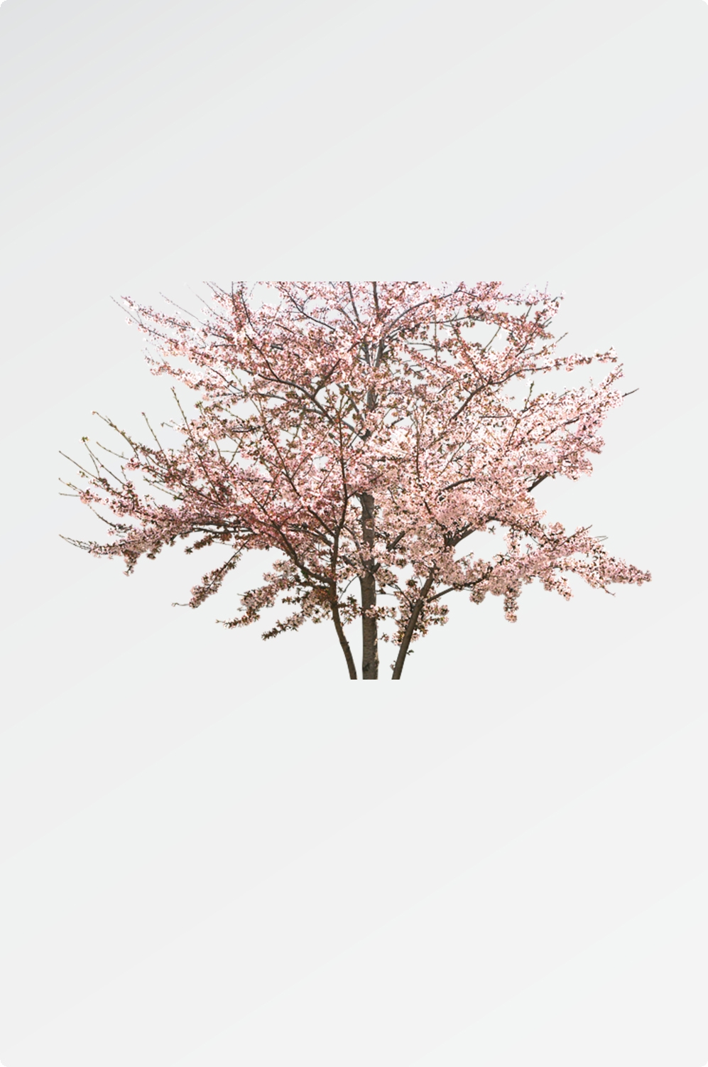 唯美樱花花树花枝樱花飘落图片装饰插图免抠59