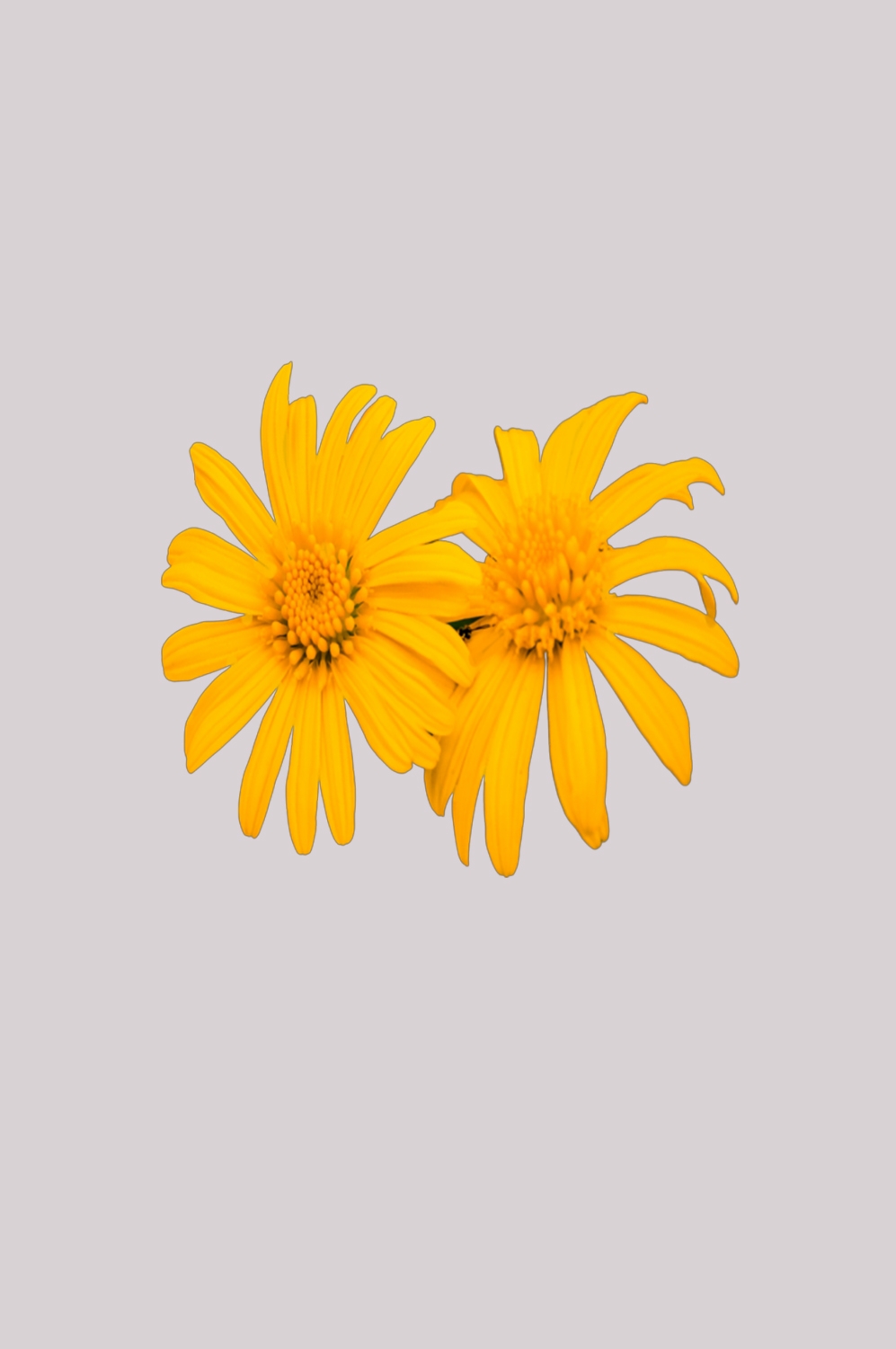 菊花雏菊装饰免抠元素素材2