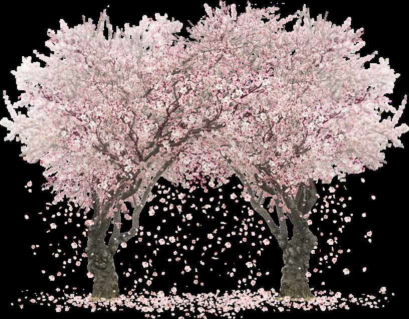 唯美樱花花树花枝樱花飘落图片装饰插图免抠22