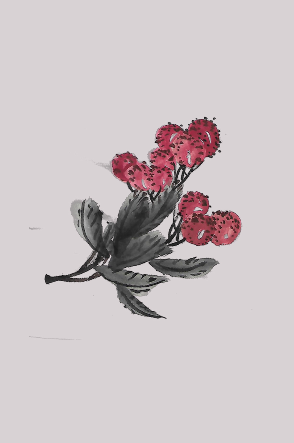手绘荔枝图片素材装饰元素插画 png透明背景 (11)