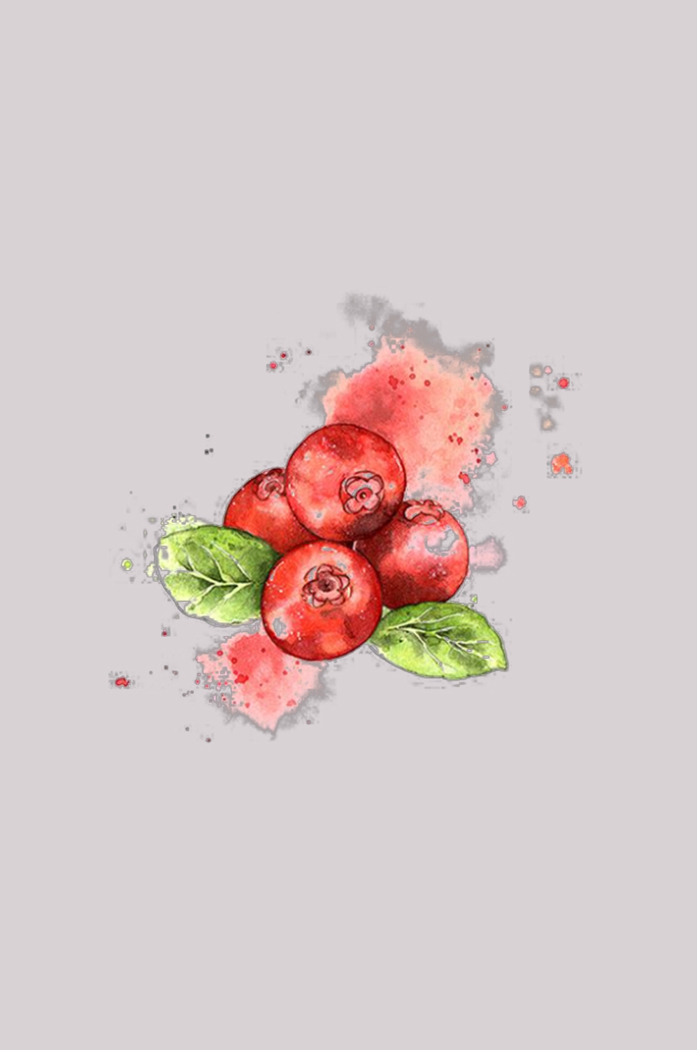 手绘山楂果图片素材装饰元素插画 免抠素材元素 (38)