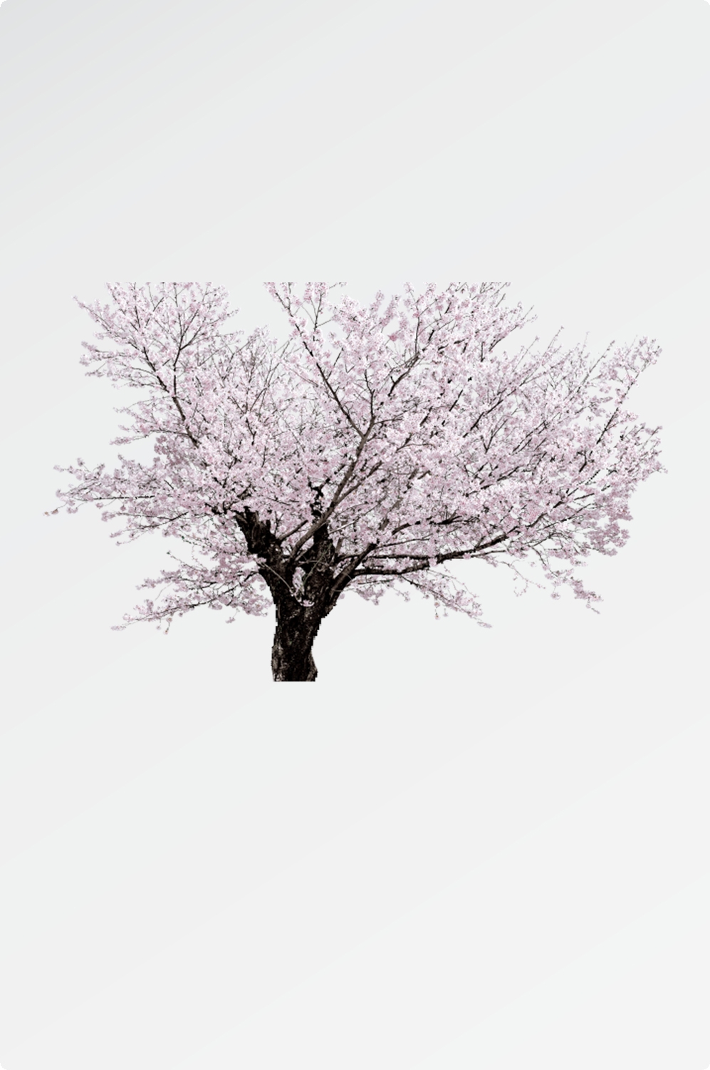 唯美樱花花树花枝樱花飘落图片装饰插图免抠21