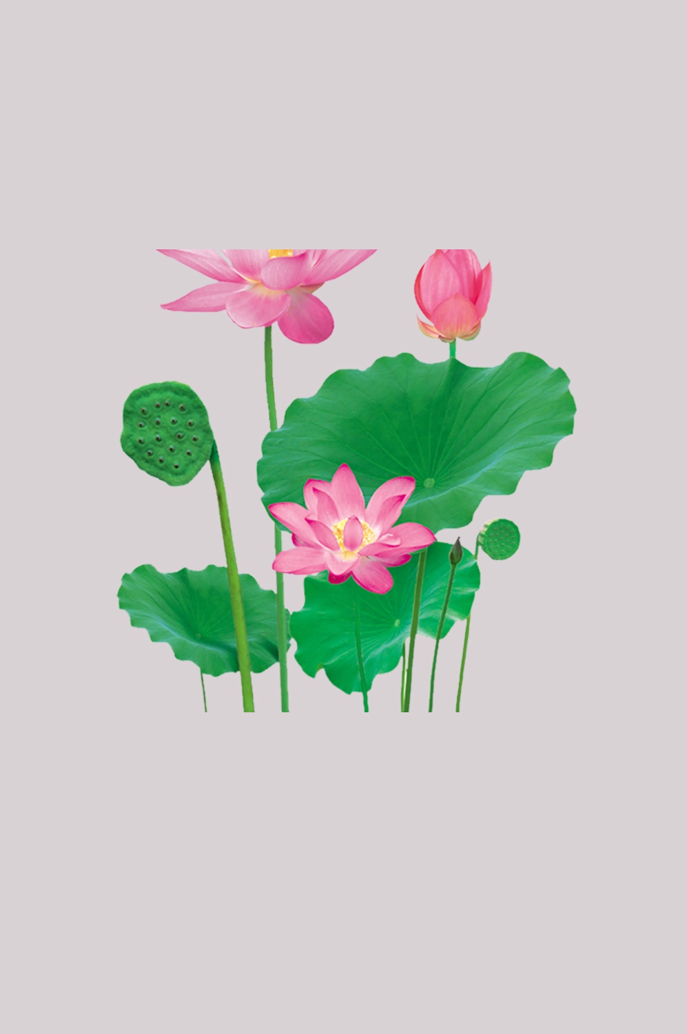 荷叶荷花素材插画装饰元素透明背景免抠素材8