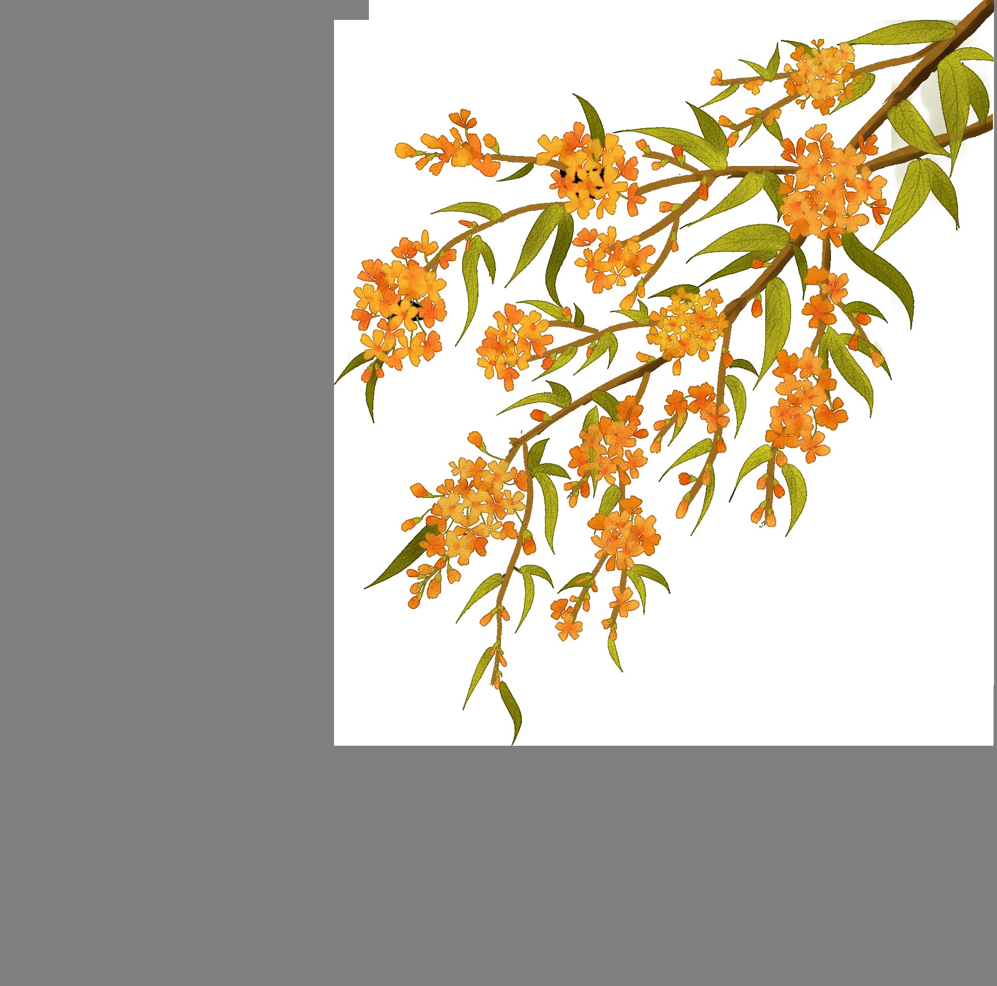 卡通手绘桂花花枝图案素材元素1