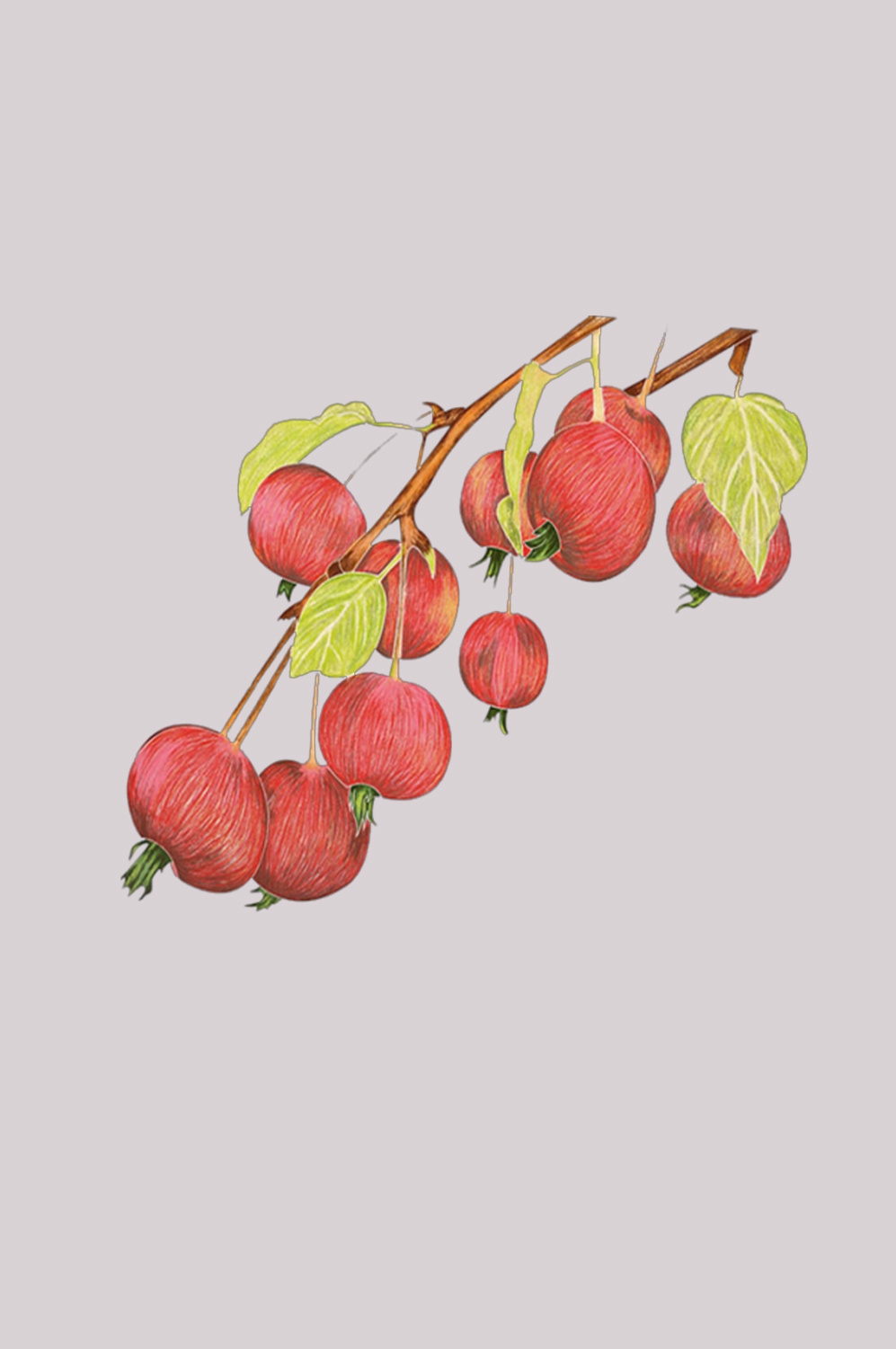 手绘山楂果图片素材装饰元素插画 免抠素材元素 (26)