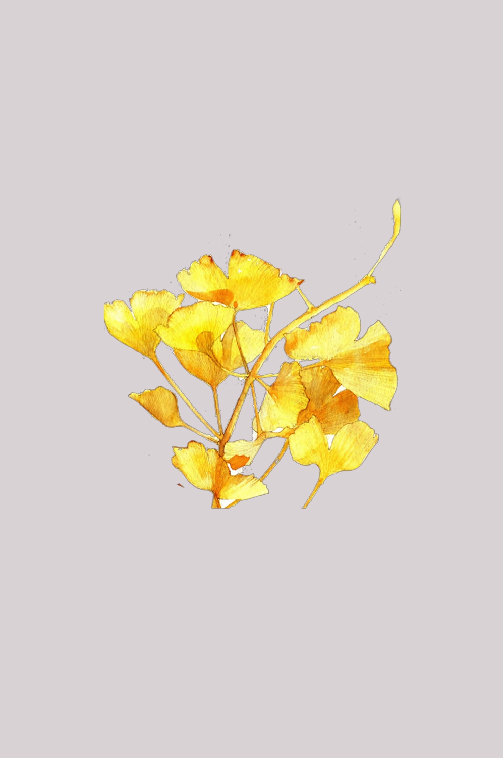 银杏叶树枝插画装饰元素免抠素材18
