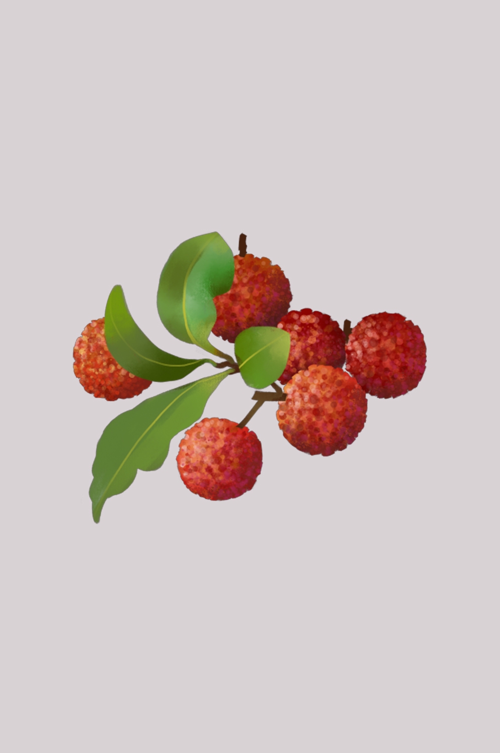 手绘荔枝图片素材装饰元素插画 png透明背景 (14)