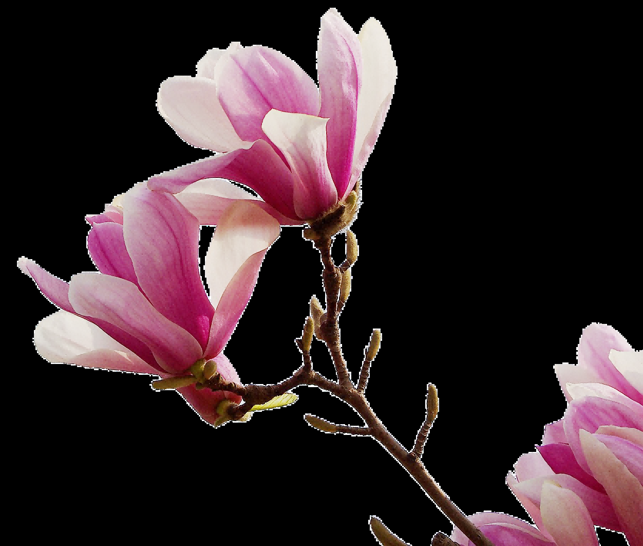 手绘淡雅玉兰花枝花朵装饰元素插图免抠素材15