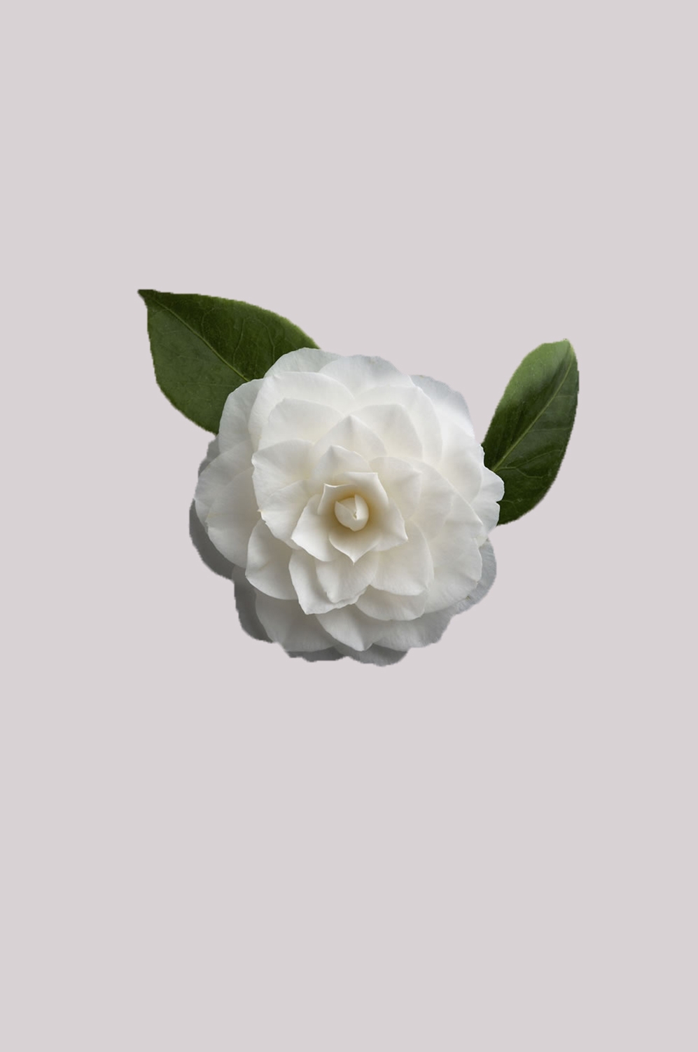 山茶花图片装饰图案插画素材1