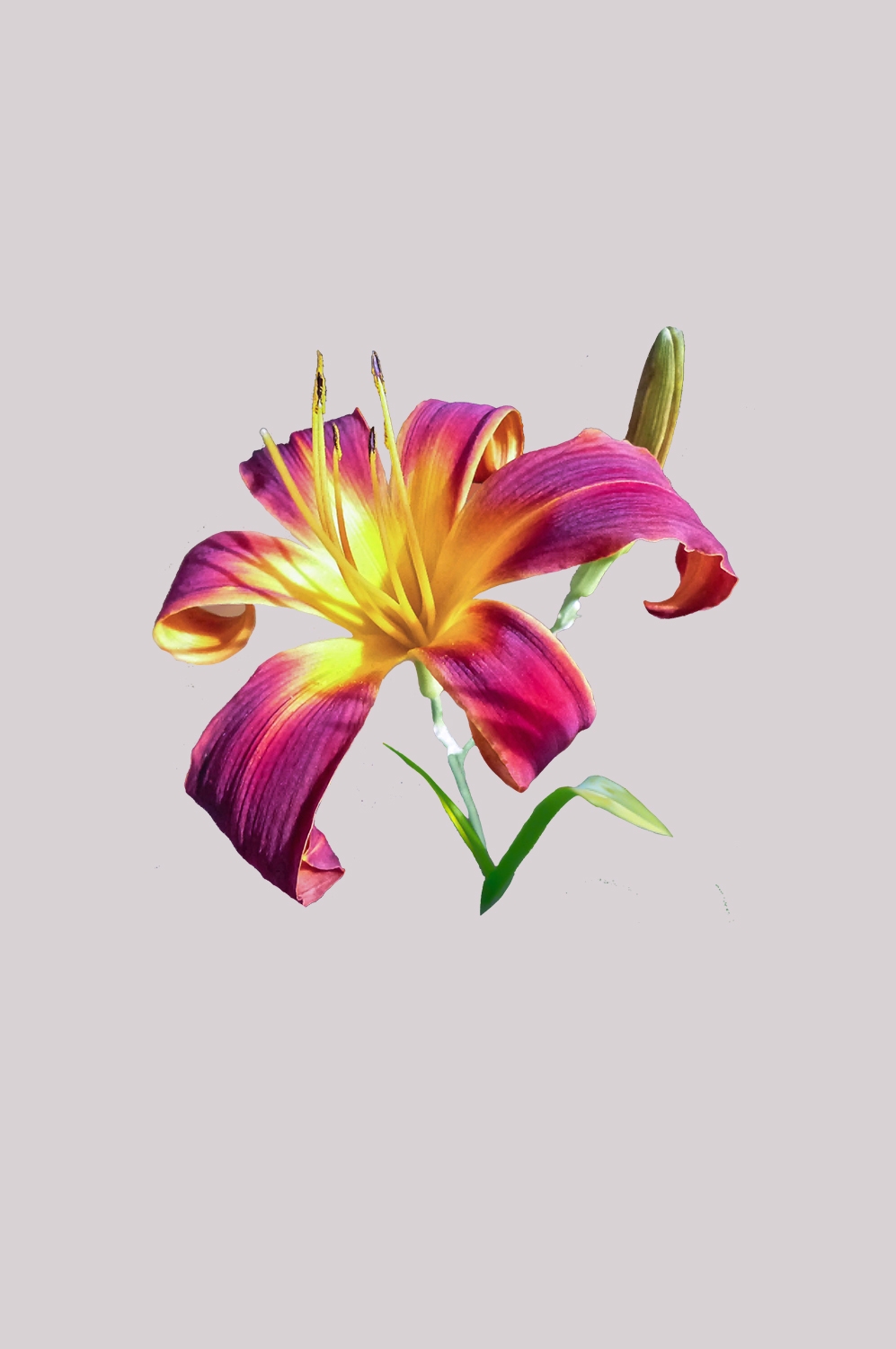 百合花免抠素材46