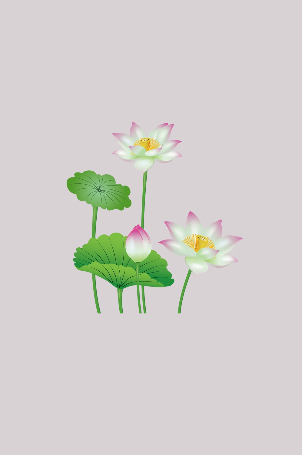 荷叶荷花素材插画装饰元素透明背景免抠素材16