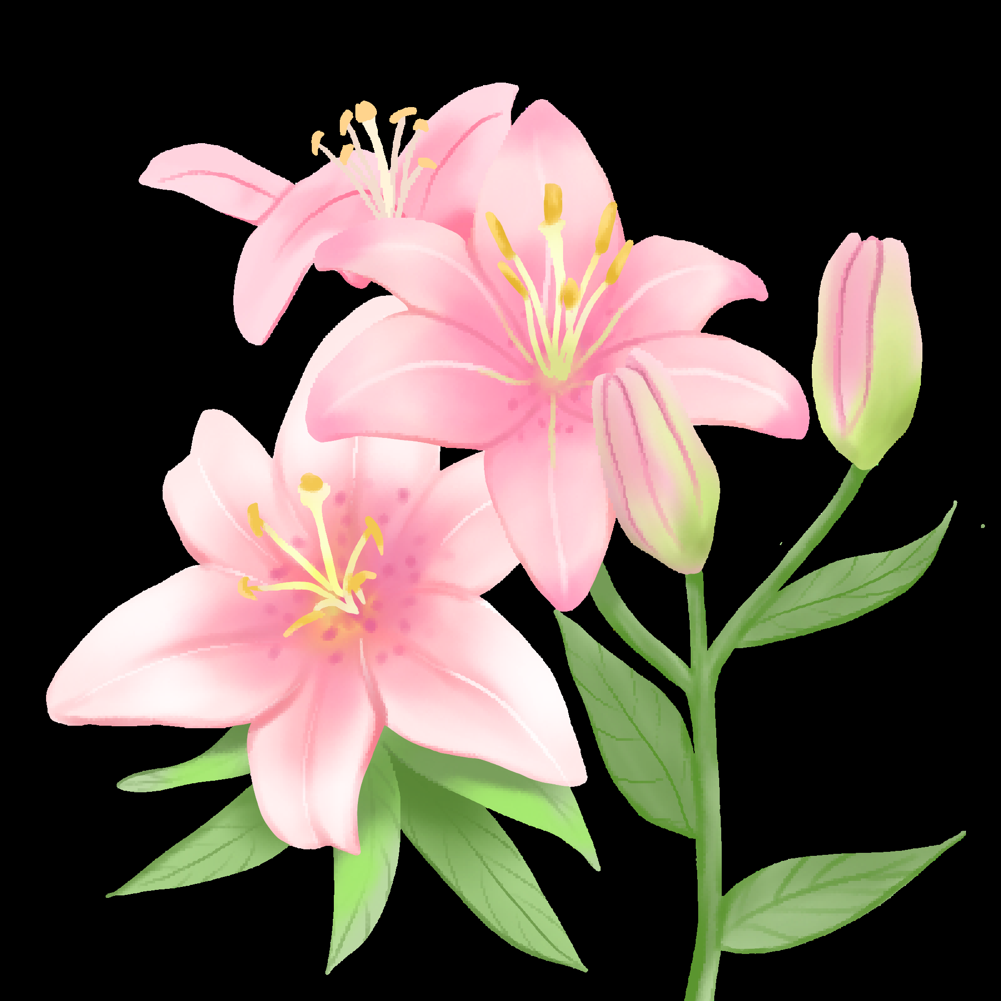 百合花免抠素材37