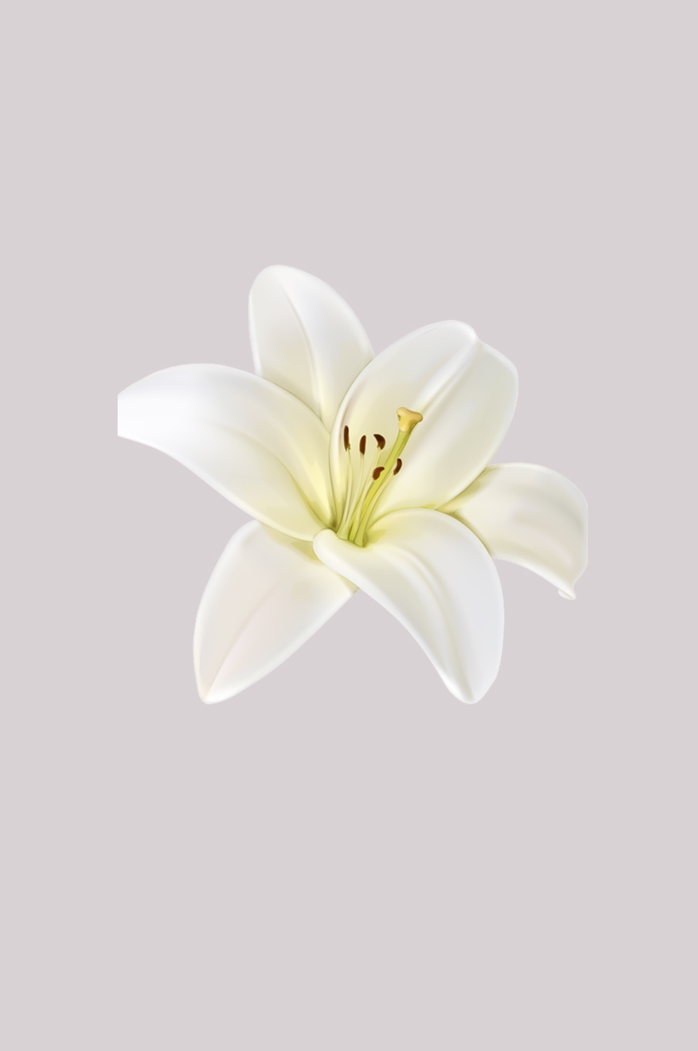 百合花免抠素材23