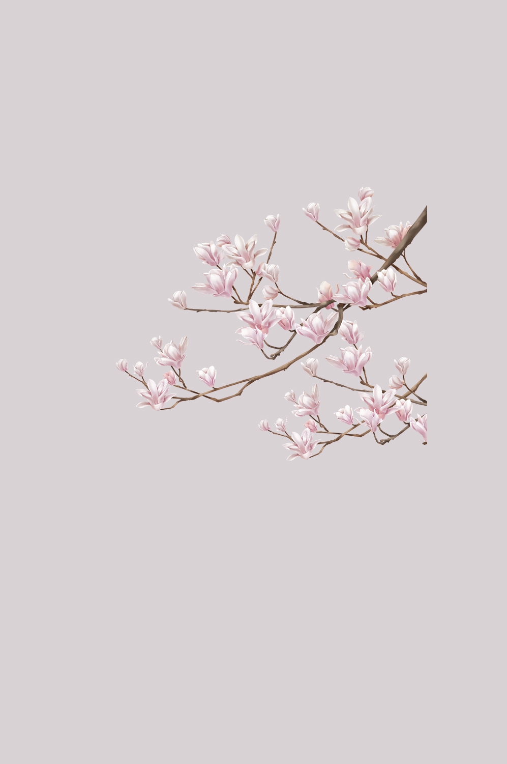 手绘淡雅玉兰花枝花朵装饰元素插图免抠素材4