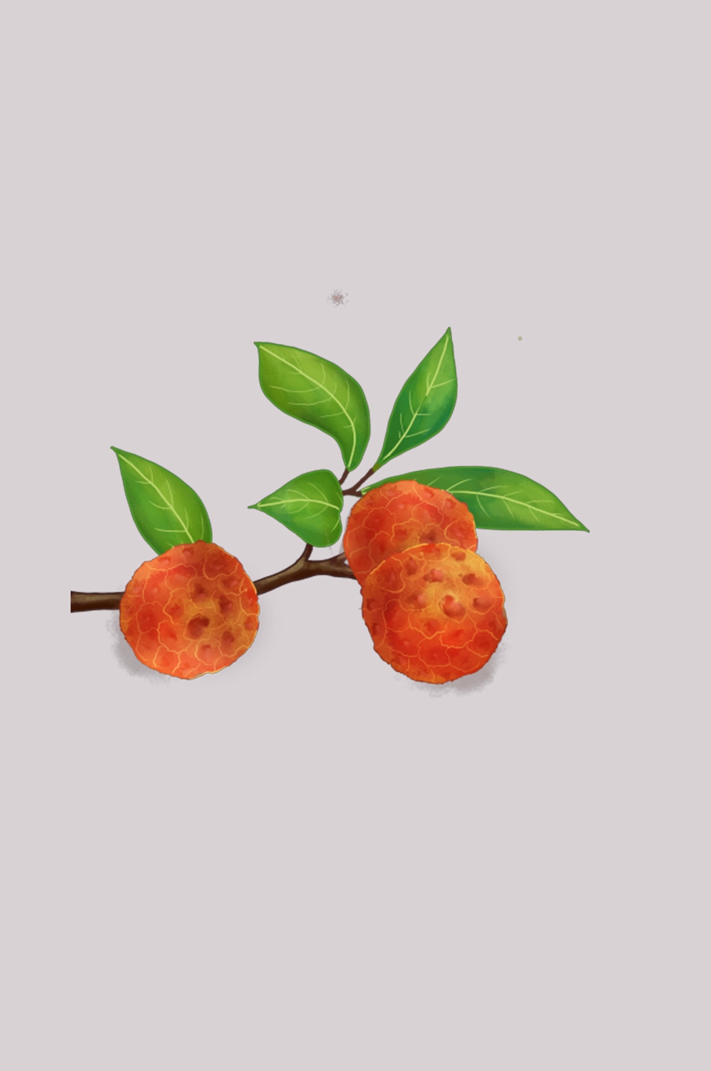 手绘荔枝图片素材装饰元素插画 png透明背景 (36)