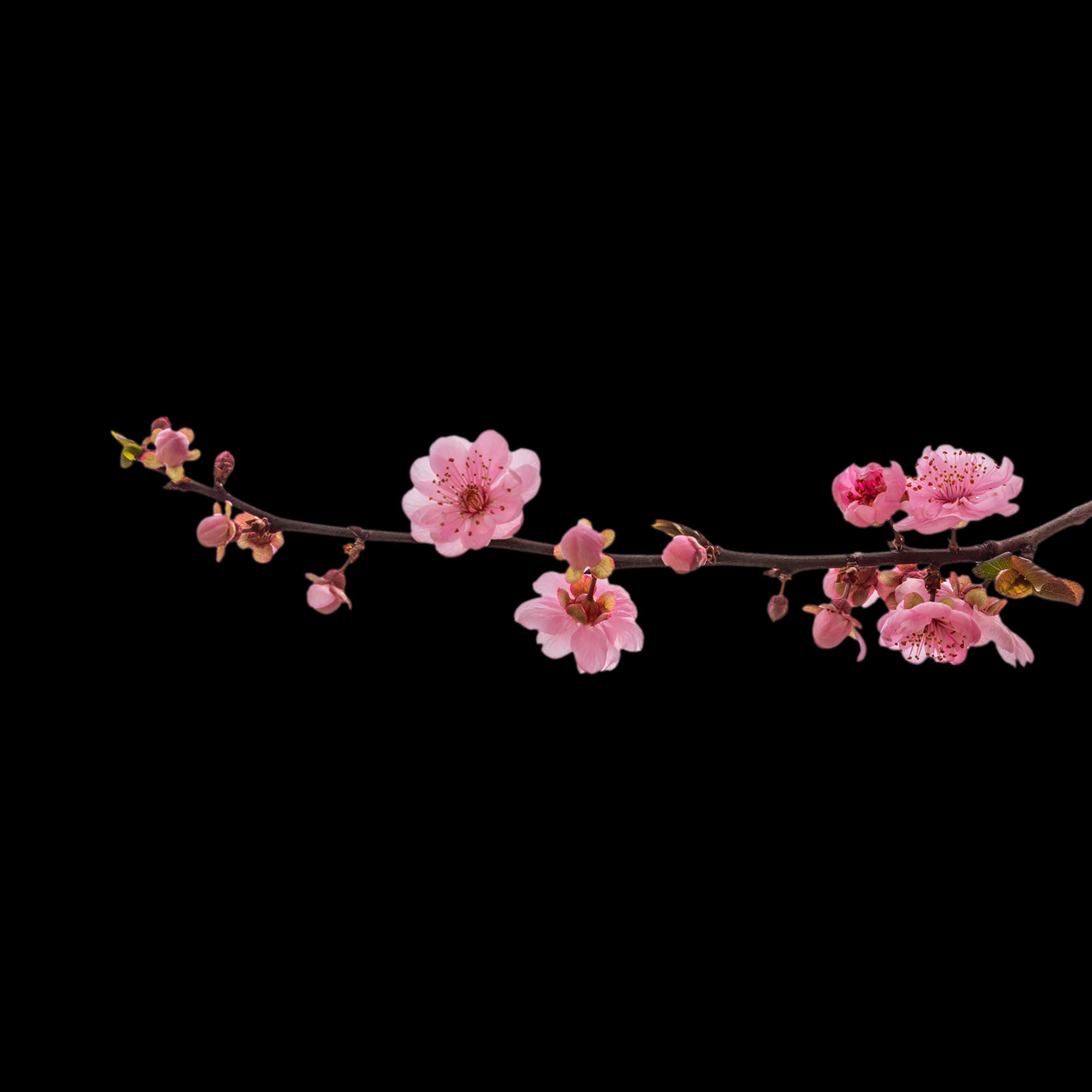桃花素材图中国风海报设计桃树花枝透明背景2