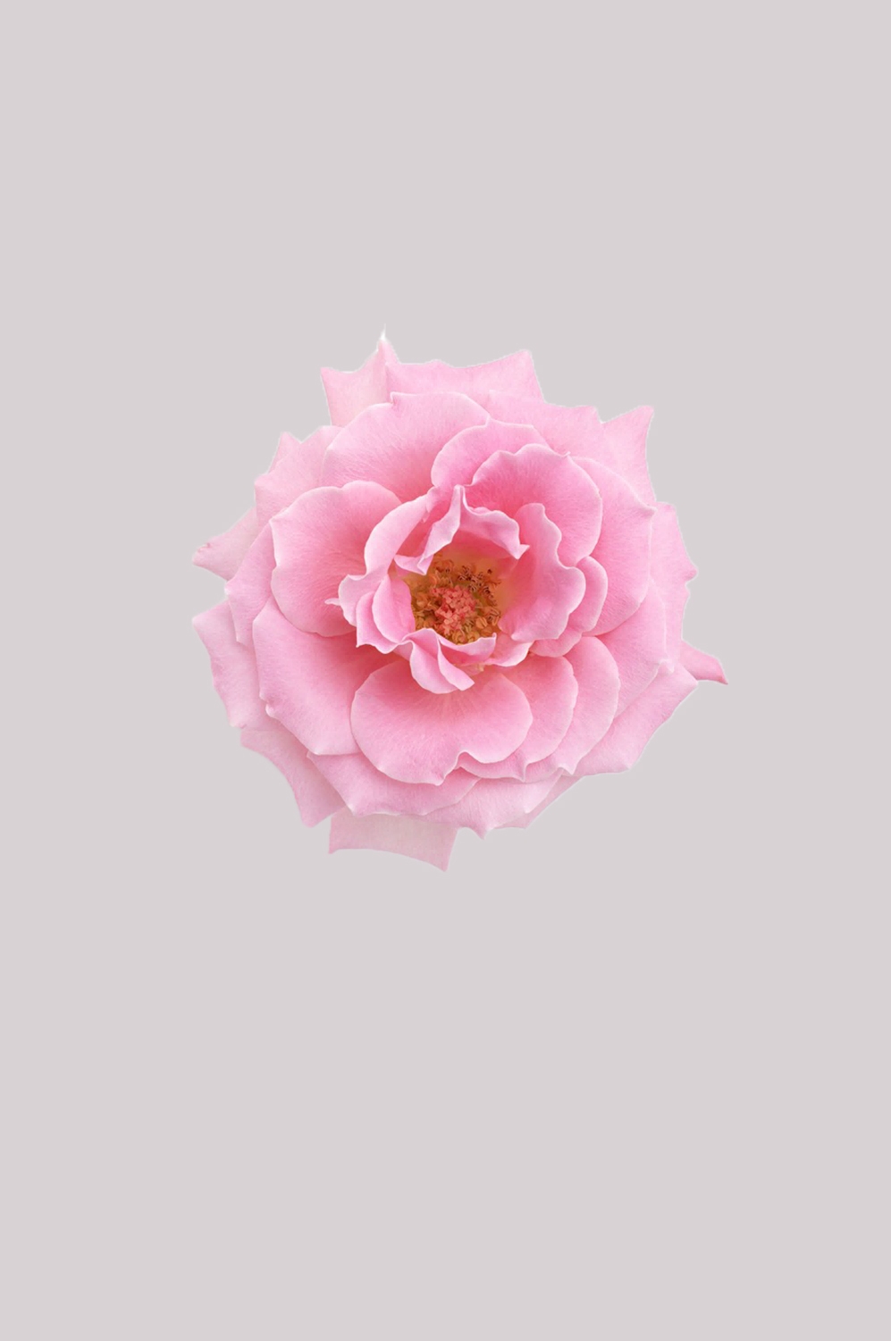 山茶花图片装饰图案插画素材5