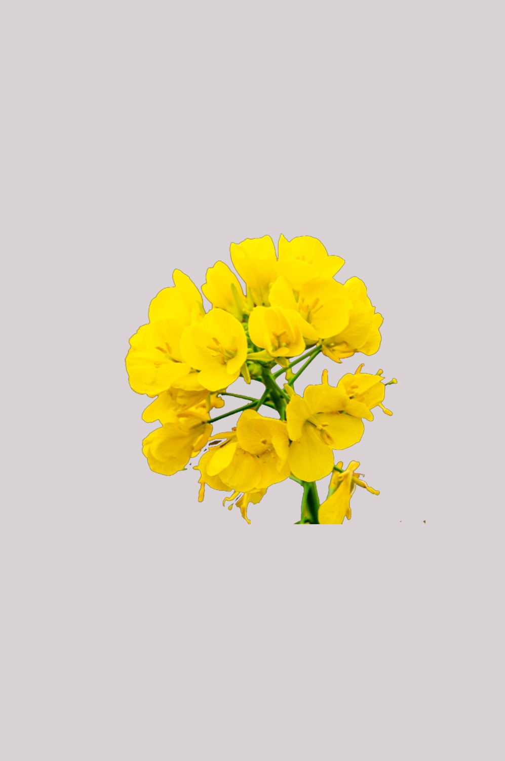 菊花雏菊装饰免抠元素素材10