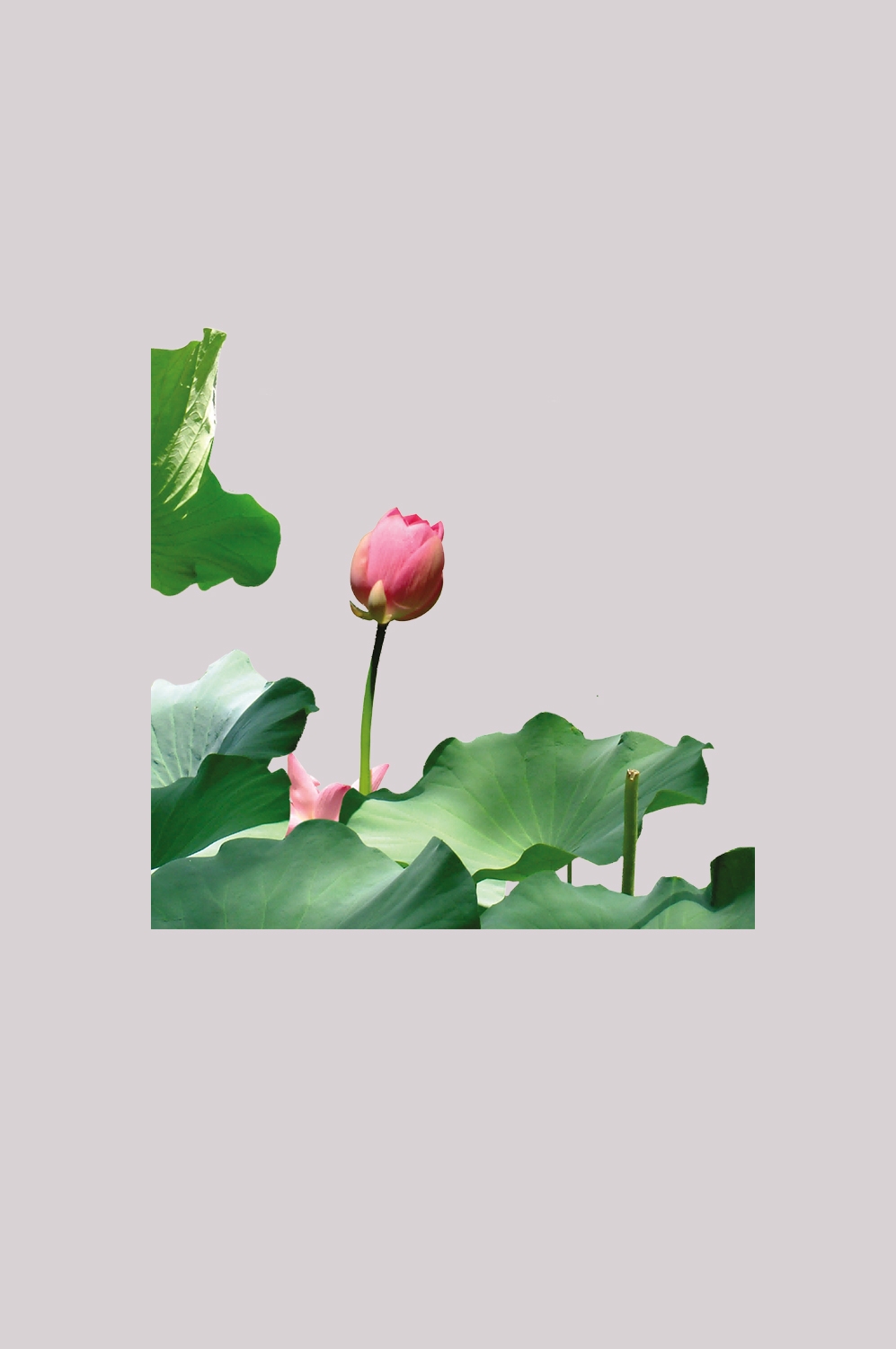 荷叶荷花素材插画装饰元素透明背景免抠素材11