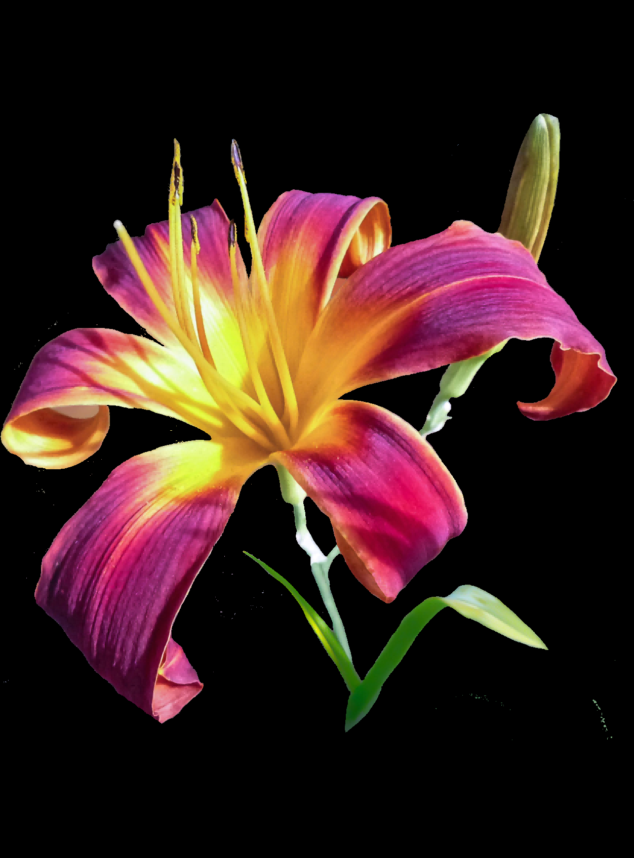 百合花免抠素材46