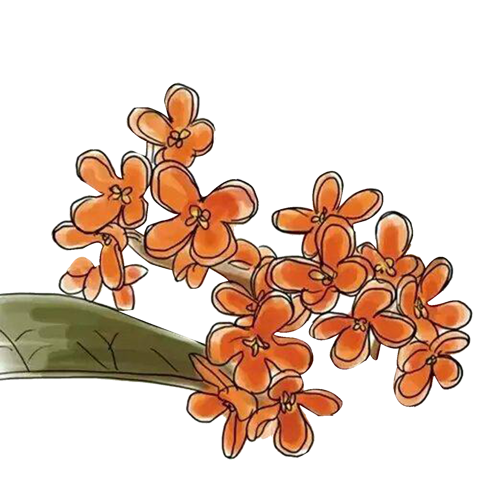 卡通手绘桂花花枝图案素材元素35
