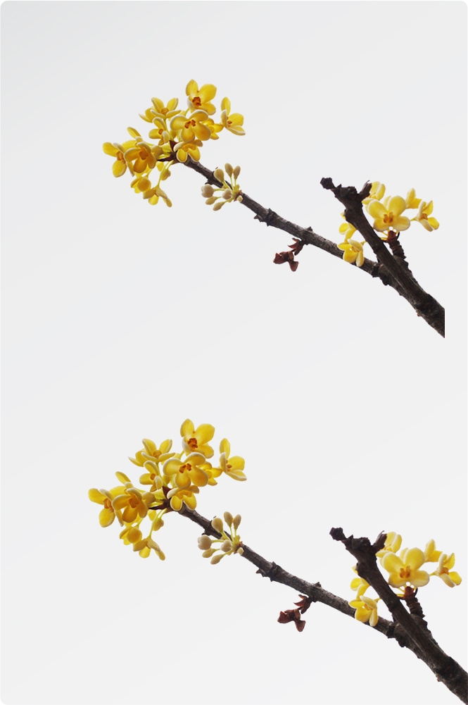 卡通手绘桂花花枝图案素材元素31