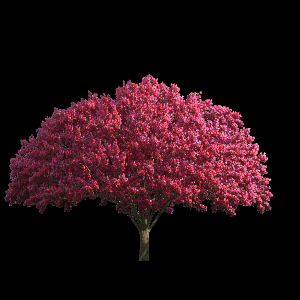 唯美樱花花树花枝樱花飘落图片装饰插图免抠26